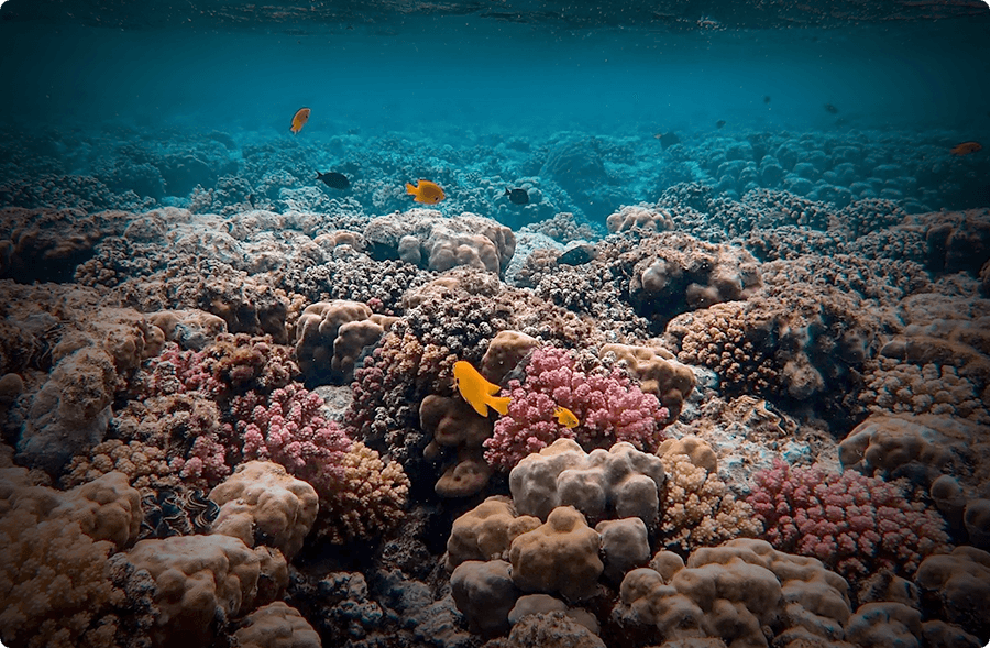 Colourful coral reef with fish